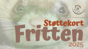 sttte kort fritten-2
