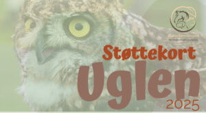 uglen-2